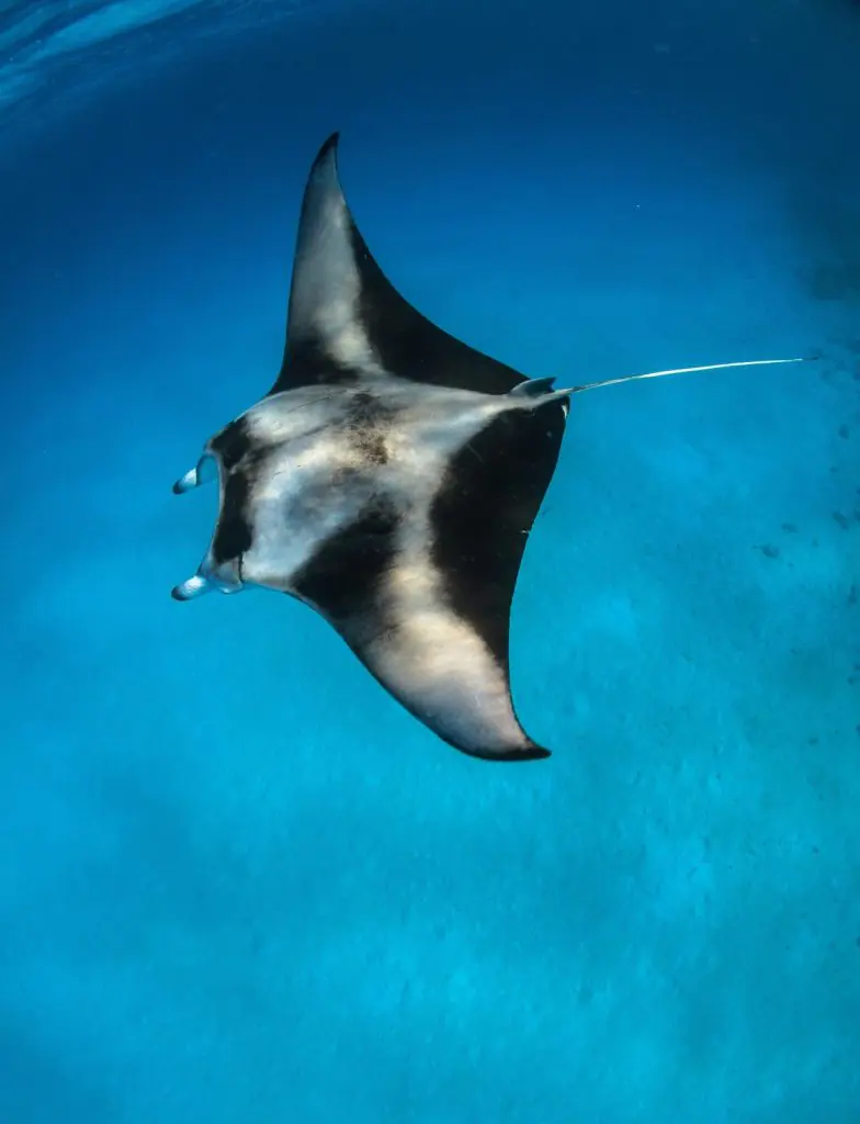 Dhigurah Maldivas tiburón ballena