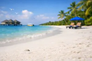 Dengue en Maldivas, mosquito en la playa