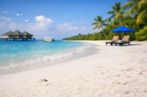 Dengue en Maldivas, mosquito en la playa